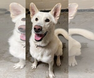 Toby GSD - Male German Shepherd Dog Dog for Adoption - Photo #13