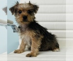 Small Photo #3 Morkie Puppy For Sale in CINCINNATI, OH, USA