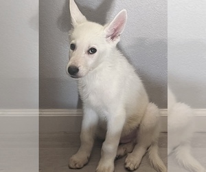 German Shepherd Dog-Siberian Husky Mix Puppy for sale in THORNTON, CO, USA