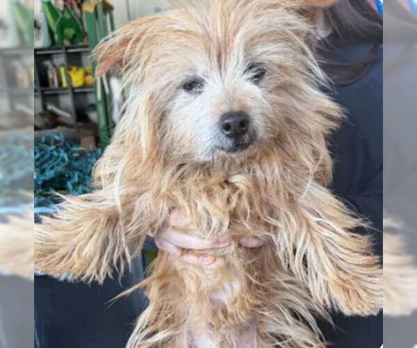 Medium Photo #1 Cairn Terrier Puppy For Sale in Tracy, CA, USA