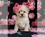 Small Photo #1 Maltipoo Puppy For Sale in LEOLA, PA, USA
