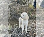 Small Photo #17 Poodle (Standard) Puppy For Sale in KEIZER, OR, USA