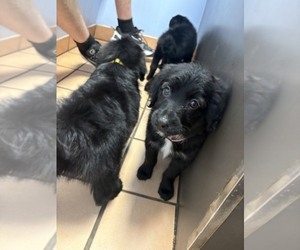 Aussie-Poo Puppy for sale in DUNNELLON, FL, USA