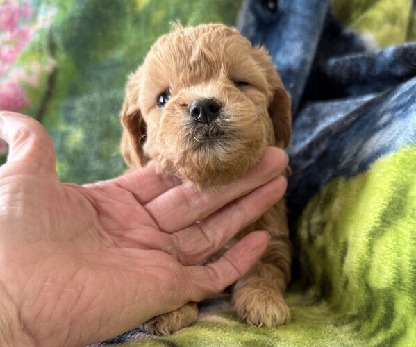 Medium Photo #3 Poodle (Miniature) Puppy For Sale in THORP, WI, USA