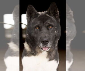 Alice - Female Akita Dog for Adoption - Photo #4