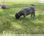 Small Photo #38 American Bully Puppy For Sale in OVERLAND, KS, USA