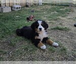 Small Photo #29 Bernese Mountain Dog Puppy For Sale in SALMON, ID, USA