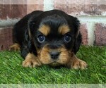 Small #7 Cavalier King Charles Spaniel