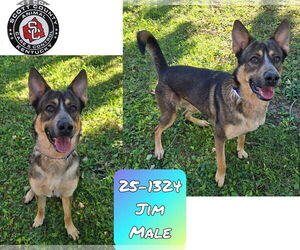 German Shepherd Dog-Siberian Husky Mix Dogs for adoption in Georgetown, KY, USA