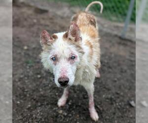 Siberian Husky-Unknown Mix Dogs for adoption in Conroe, TX, USA