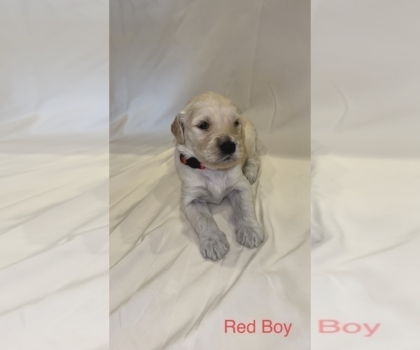 Medium Photo #5 Goldendoodle Puppy For Sale in LUMBERTON, NC, USA