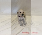 Small Photo #5 Goldendoodle Puppy For Sale in LUMBERTON, NC, USA