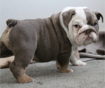 Small Photo #3 English Bulldog Puppy For Sale in DES MOINES, IA, USA