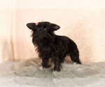 Small Photo #10 YorkiePoo Puppy For Sale in NAPPANEE, IN, USA