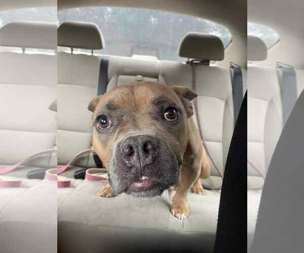 Medium Photo #2 American French Bull Terrier Puppy For Sale in Holly Springs, NC, USA