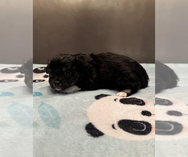 Medium Photo #7 Chihuahua Puppy For Sale in TWINING, MI, USA