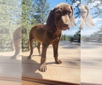Small Photo #75 German Shorthaired Pointer Puppy For Sale in DENVER, CO, USA