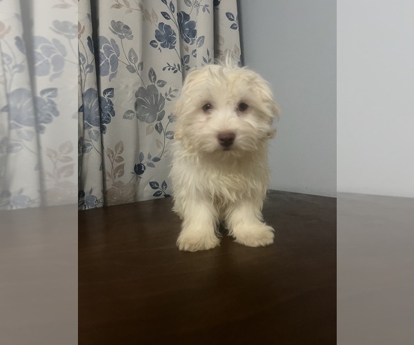 Medium Photo #11 Havanese Puppy For Sale in DURHAM, CT, USA