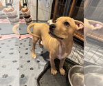 Small #4 Mutt