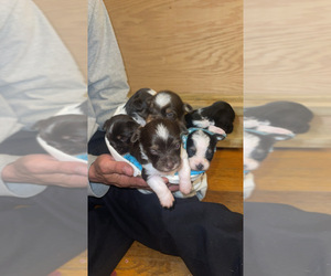 Yorkshire Terrier Puppy for sale in ROCKFORD, IL, USA