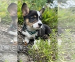 Small Photo #42 Pembroke Welsh Corgi Puppy For Sale in PERKINSVILLE, VT, USA