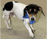 Small #6 Dachshund Mix