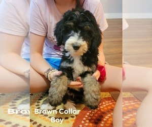Bernedoodle-Poodle (Standard) Mix Puppy for sale in ARAGON, GA, USA