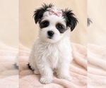 Puppy Storm Morkie
