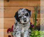 Small #6 Goldendoodle
