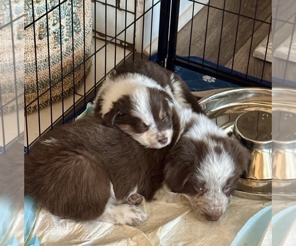 Medium Photo #16 Border Collie Puppy For Sale in MARYVILLE, TN, USA