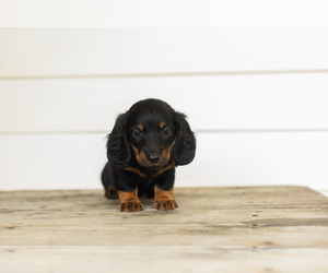 Dachshund Puppy for sale in MILFORD, IN, USA