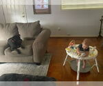 Small #1 American Pit Bull Terrier Mix