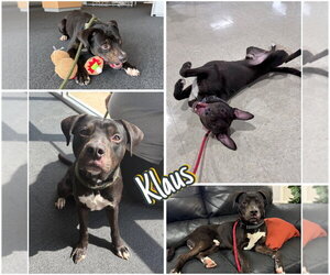 American Staffordshire Terrier-Unknown Mix Dogs for adoption in Pierceton , IN, USA