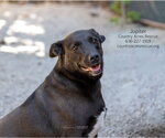 Jupiter - Female Mutt Dog for Adoption - Small photo