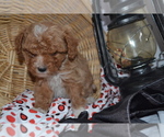 Small Photo #10 Cavapoo (Miniature)-Poodle (Toy) Mix Puppy For Sale in GREENWOOD, WI, USA
