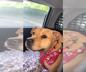 Bonnie (TX) - Female American Pit Bull Terrier-Unknown Mix Dog for Adoption - Photo #11