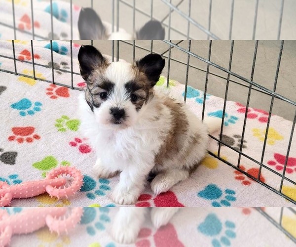 Medium Photo #1 Papitese Puppy For Sale in ORO VALLEY, AZ, USA