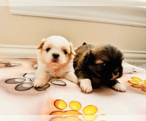 Pekingese Puppy for sale in GARLAND, TX, USA