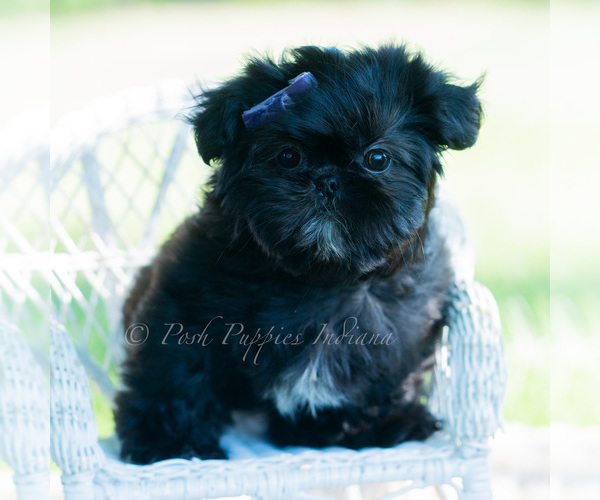 Medium Photo #3 Shih Tzu Puppy For Sale in WARSAW, IN, USA