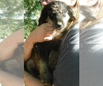 Small Photo #41 Golden Labrador Puppy For Sale in IDAHO SPRINGS, CO, USA