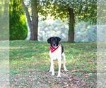 Small #11 Border Collie Mix