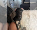 Small #10 German Shepherd Dog Mix