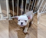 Small Photo #17 French Bulldog Puppy For Sale in GARLAND, TX, USA