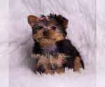 Small Photo #98 Yorkshire Terrier Puppy For Sale in WARSAW, IN, USA