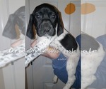 Small #3 German Shorthaired Pointer