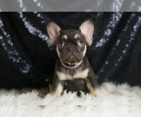 Medium Photo #15 French Bulldog Puppy For Sale in WARSAW, IN, USA