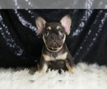 Puppy Milky Way AKC French Bulldog