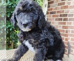 Small #1 F2 Aussiedoodle