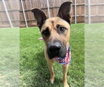 Small #4 German Shepherd Dog Mix