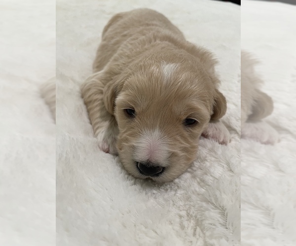 Medium Photo #1 Goldendoodle Puppy For Sale in NORTH HIGHLANDS, CA, USA